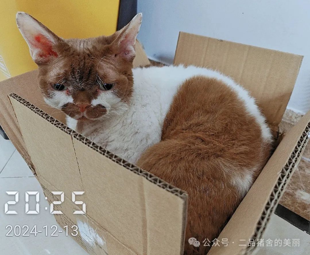 数字货币趋势策略_货币数字化趋势形成的大致原因_如何根据市场趋势选择数字货币